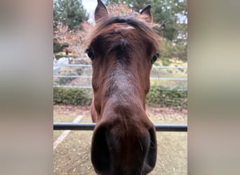 Arabian horses, Stallion, Foal (02/2025), 15,2 hh, Brown