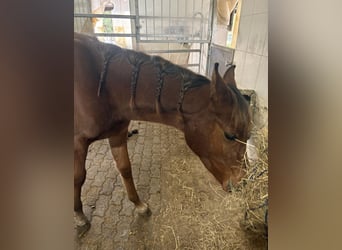 Arabian horses, Stallion, Foal (02/2025), 15,2 hh, Brown