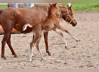 Arabian horses, Stallion, , 15,2 hh, Can be white