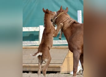 Arabian horses, Stallion, , 15,2 hh, Can be white