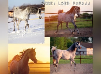 Arabian horses, Stallion, , 15,2 hh, Gray