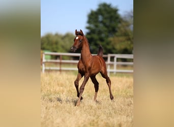 Arabian horses, Stallion, , 15,2 hh, Gray