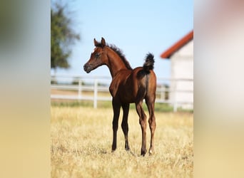 Arabian horses, Stallion, , 15,2 hh, Gray