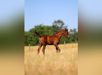 Arabian horses, Stallion, , 15,2 hh, Gray