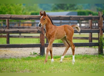 Arabian horses, Stallion, , 9,2 hh, Brown