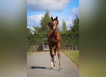 Arabian horses, Stallion, Foal (01/2025), 9,2 hh, Brown
