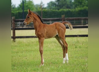 Arabian horses, Stallion, , 9,2 hh, Brown