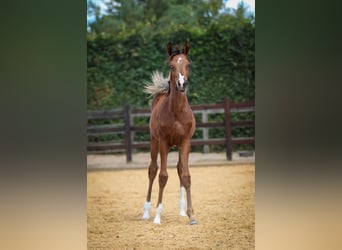 Arabian horses, Stallion, Foal (01/2025), 9,2 hh, Brown