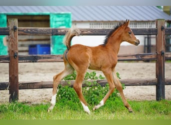 Arabian horses, Stallion, , 9,2 hh, Brown
