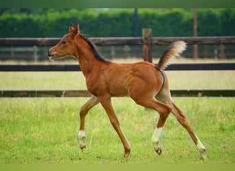 Arabian horses, Stallion, , 9,2 hh, Brown