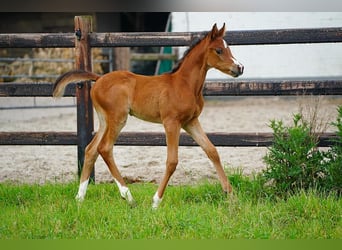 Arabian horses, Stallion, , 9,2 hh, Brown