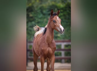 Arabian horses, Stallion, Foal (01/2025), 9,2 hh, Brown