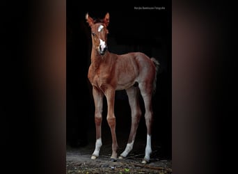 Arabian horses, Stallion, , 9,2 hh, Brown