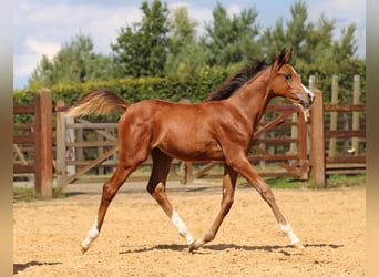 Arabian horses, Stallion, Foal (01/2025), 9,2 hh, Brown