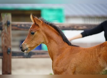 Arabian horses, Stallion, , 9,2 hh, Brown