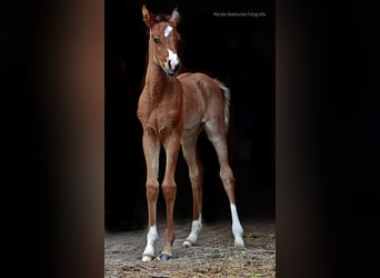 Arabian horses, Stallion, , 9,2 hh, Brown