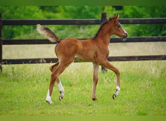 Arabian horses, Stallion, , 9,2 hh, Brown