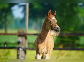 Arabian horses, Stallion, Foal (06/2025), Brown