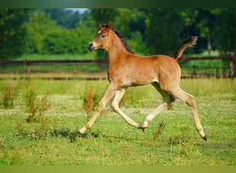 Arabian horses, Stallion, Foal (06/2025), Brown