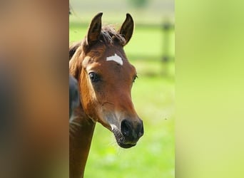 Arabian horses, Stallion, Foal (06/2025), Brown
