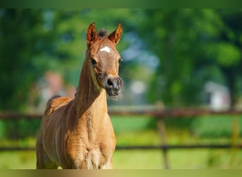 Arabian horses, Stallion, Foal (06/2025), Brown