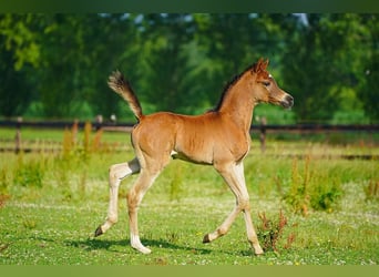 Arabian horses, Stallion, Foal (06/2025), Brown