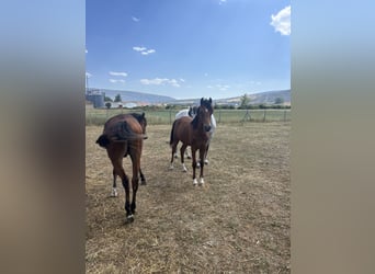 Arabian horses, Stallion, Foal (01/2024), Brown