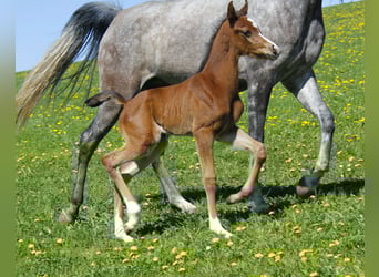 Arabian horses, Stallion, Foal (04/2026), Brown