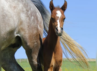 Arabian horses, Stallion, Foal (04/2026), Brown