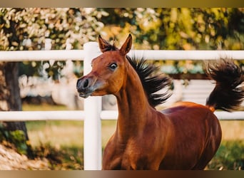 Arabian horses, Stallion, Foal (04/2026), Brown