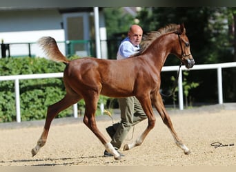 Arabian horses, Stallion, Foal (04/2026), Brown