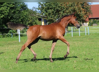 Arabian horses, Stallion, Foal (03/2025), Brown
