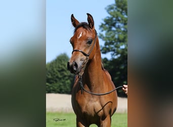 Arabian horses, Stallion, Foal (03/2025), Brown