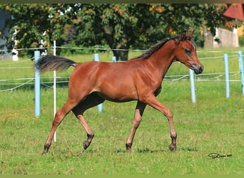 Arabian horses, Stallion, Foal (03/2025), Brown