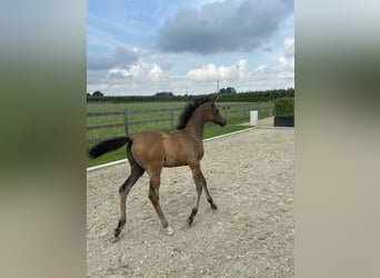 Arabian horses, Stallion, Foal (04/2025), Can be white