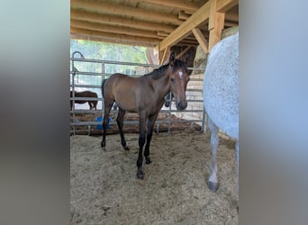 Arabian horses, Stallion, Foal (04/2025), Can be white