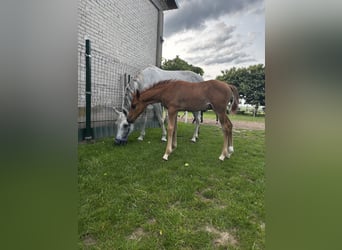 Arabian horses, Stallion, , Chestnut-Red