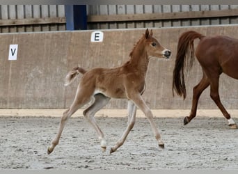 Arabian horses, Stallion, Foal (03/2024), Chestnut-Red