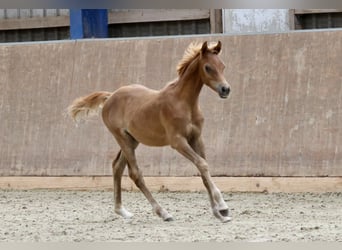 Arabian horses, Stallion, Foal (03/2024), Chestnut-Red