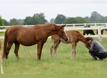 Arabian horses, Stallion, Foal (03/2024), Chestnut-Red