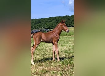 Arabian horses, Stallion, , Chestnut-Red