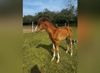 Arabian horses, Stallion, Foal (05/2026), Chestnut-Red