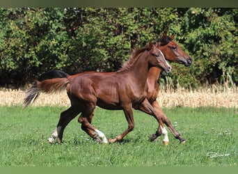 Arabian horses, Stallion, Foal (04/2026), Chestnut-Red