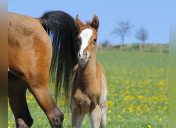Arabian horses, Stallion, Foal (04/2026), Chestnut-Red