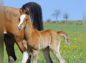 Arabian horses, Stallion, Foal (04/2026), Chestnut-Red