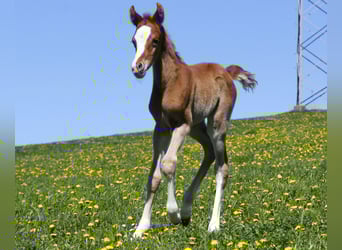 Arabian horses, Stallion, Foal (04/2026), Chestnut-Red