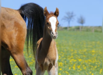 Arabian horses, Stallion, Foal (04/2026), Chestnut-Red