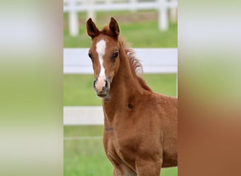 Arabian horses, Stallion, Foal (04/2024), Chestnut-Red