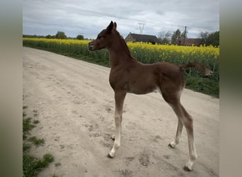 Arabian horses, Stallion, Foal (01/2024), Chestnut-Red