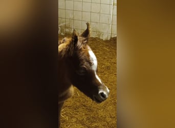 Arabian horses, Stallion, , Chestnut-Red